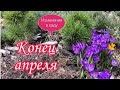 Красивый сад.Конец Апреля.Изменения в Саду.Барбарисы.Ритмичная посадка.Сантолина, оживет ли? Дача.