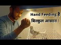 Hand feeding useful tips by jainesh exotics  cockatiel sun conure and lovebirds