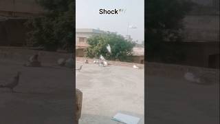 #video calling #channel ko subscribe agali video dekhna 🕊️🐍🕊️