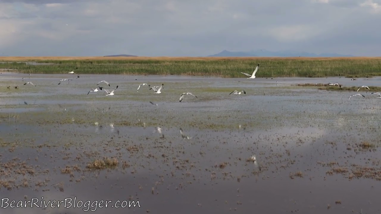 Summer Birdwatching On The Bear River Migratory Bird Refuge Auto Tour Route