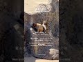 守護神友とパンチ 222日の無償の愛とツインレイ。 Guardian soulmate & Punch — 222 days of unconditional love and twin flames
