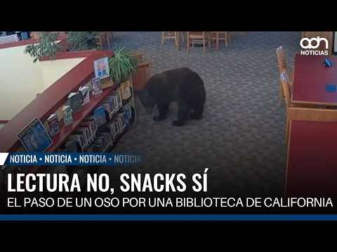 Bear breaks into California library to snack on staff food