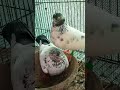indian saharanpuri kabutar #bird #pigeonpigeon #kabootar