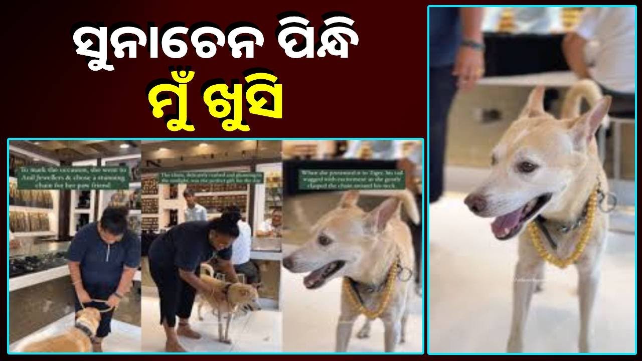 କୁକୁରର ଜନ୍ମ ଦିନରେ ମିଳିଲା ଅଢ଼େଇ ଲକ୍ଷ ଟଙ୍କାର ସୁନା ଚେନ, ଭିଡ଼ିଓ ହେଲା ଭାଇରାଲ