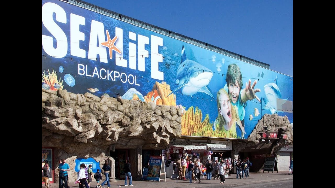 wwe raw 2019 new SEA LIFE BLACKPOOL VLOG, JULY 2019