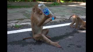 Animals Of South Thailand - Reference Pack For Artist