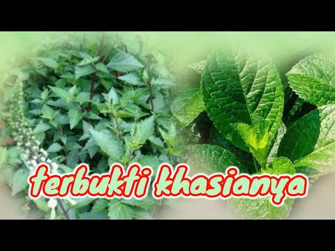 Obat batu ginjal alami|ampuh 