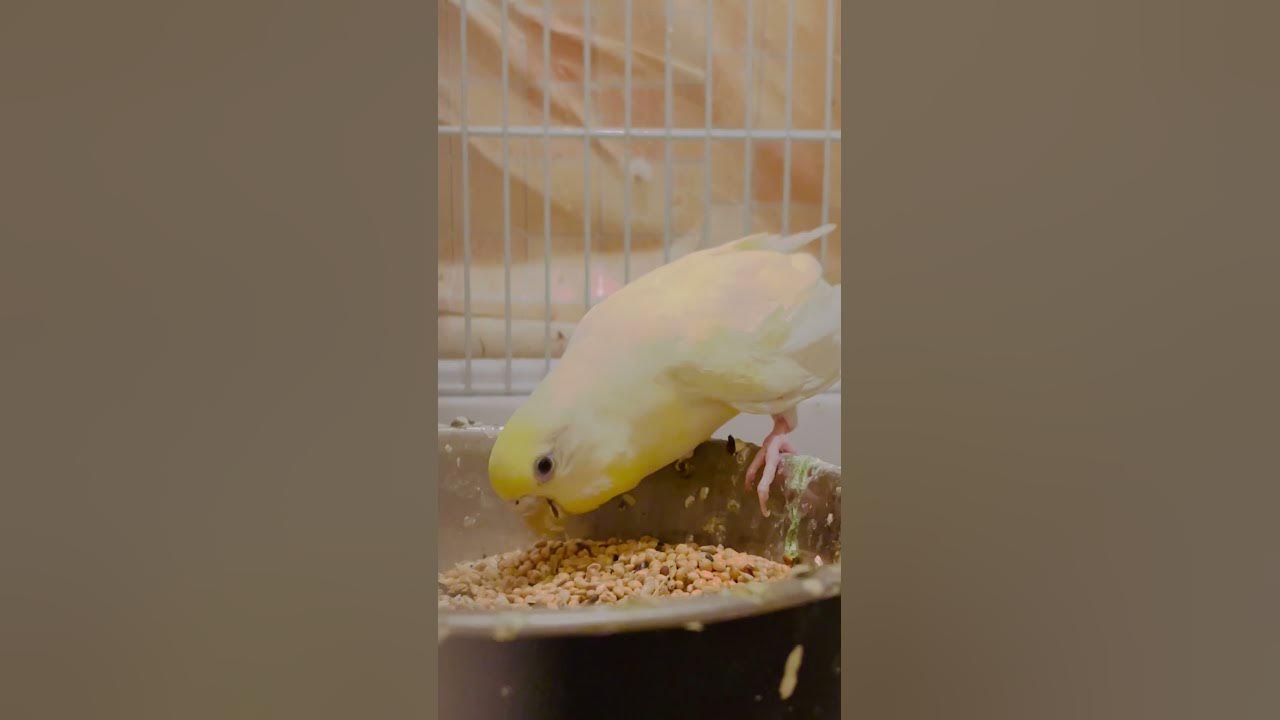 Budgie herb seedsbirdslove budgie parakeet YouTube