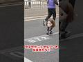 中国人型ロボットマラソン出場ロボ達 #おもしろ動画
