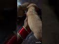 Puppies anni safe ga vunnai friends 🙏🥹#shorts #youtubeshorts #puppies #rescue #viral