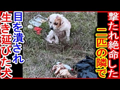 ２匹の亡骸が入った袋の横で瞳を潰された犬は、ただ震えていました