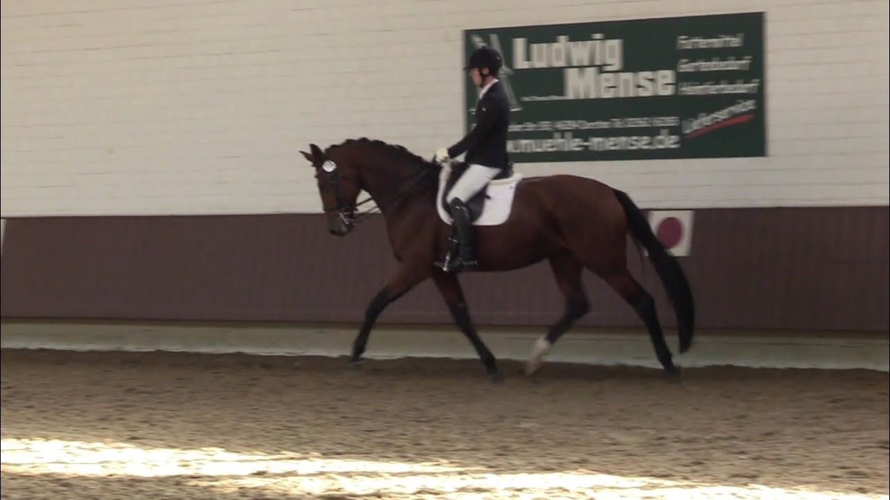 9j. Stute v. Dimaggio x Ampere  Dressur Aufgabe M6... for Sale.