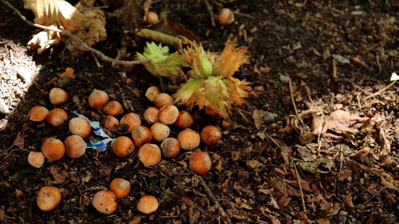 Fındıq mövsümü - BALAKƏN