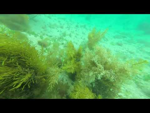 26 Oct 2014 - Portsea Shore Dive: Eastern Reefs