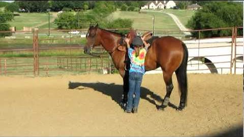 Valley View Ranch  - Bree Bully -    ***For info, price, etc., go to our website***