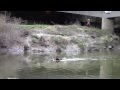 Severn Bore 5 star passing Over Bridge, Gloucester 22 03 2015