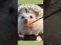#pets #animals #animal #cute #hedgehog #funny #shorts #short #shortsvideo #shortvideo #subscribe