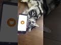 【猫翻訳アプリ】床を転がっている猫のクレアの音をにゃんトークで翻訳してみたらスゲーってなった。 #Shorts