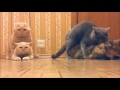 猫片 室内换猫play Avi我可能看了真猫片 猫片 室内换猫play Avi我可能看了真猫片