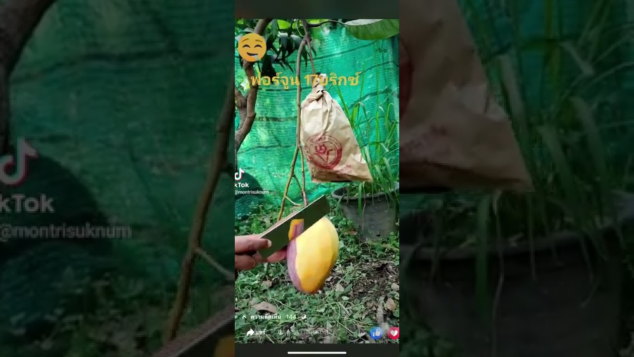 มะม่วงฟอร์จูน 17บริกซ์