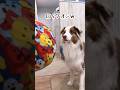 新しいおもちゃを出した瞬間、大興奮する犬が可愛すぎました😂🎈【ボーダーコリー・オーストラリアンシェパード】#shorts