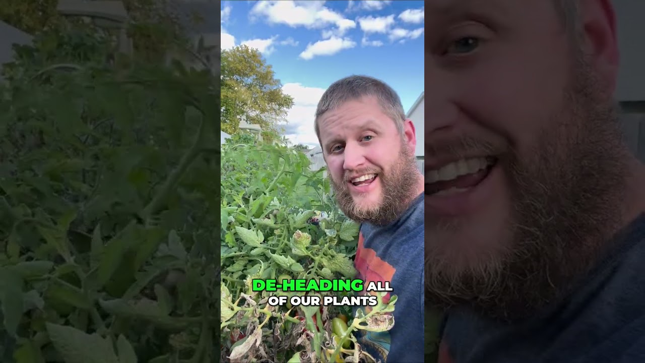 Увеличьте урожай томатов: уход за растениями в конце сезона 