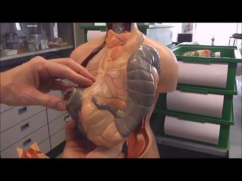 Video: Lichaamsdelen: De Russische Toekomst Van Kunstmatige Menselijke Organen - Alternatieve Mening