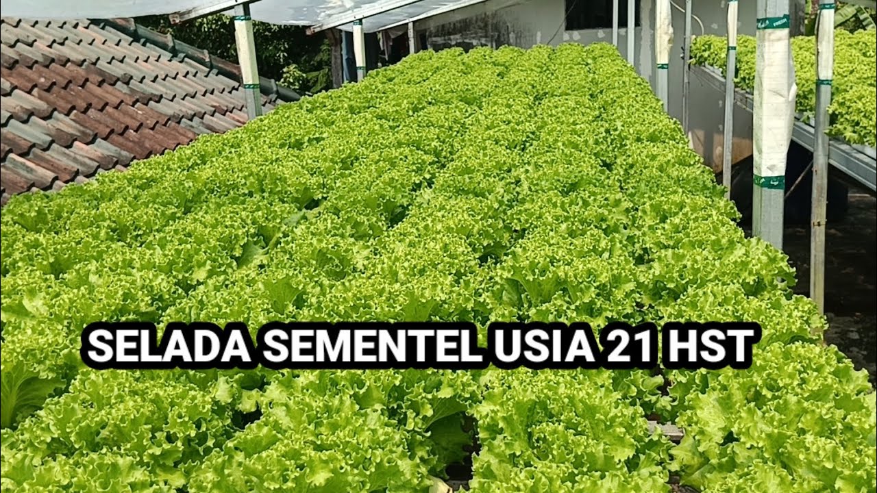 selada sementel usia 21 HST @Azis Wae