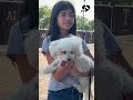 Perritos disfrutan hot dogs durante juego con Texas Rangers | Telemundo 39