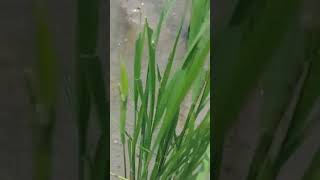 Bibit Tua Kembali Muda Lagi