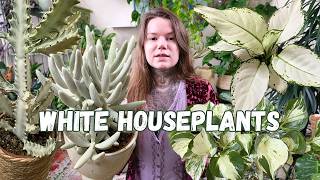 TOP 10 Houseplants With White Variegation