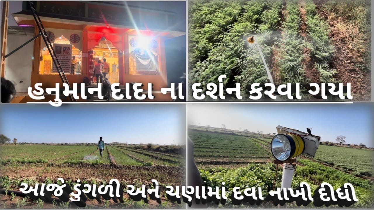 આજે ચણા અને ડુંગળી માં દવા નાખી દીધી અને હનુમાન દાદા ના દર્શન કરવા ગયા 