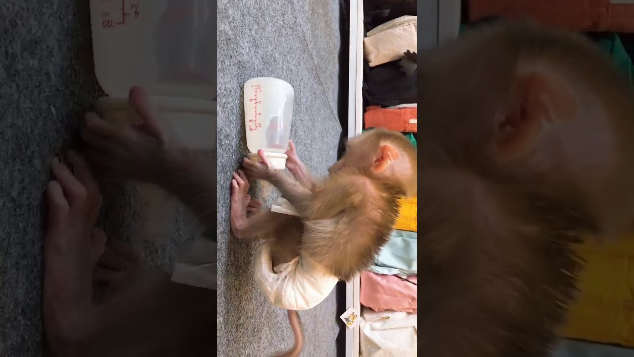 baby monkey Mia |  Mia after waking up and draining the bottle of milk👏