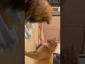 珍しく猫パンチを繰り出す猫！A cat that unusually punches a cat! #cat #ネコ #猫