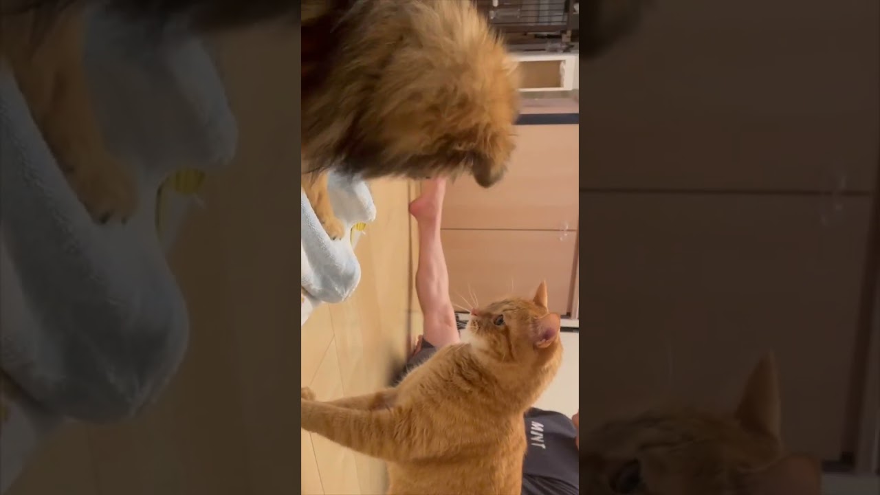 珍しく猫パンチを繰り出す猫！A cat that unusually punches a cat! #cat #ネコ #猫