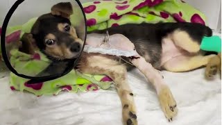 Abandoned Disabled Puppy Always Feels Sad And Blank