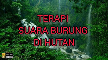 TERAPI AIR BURUNG MACET BUNYI, Suara Burung Di Hutan.