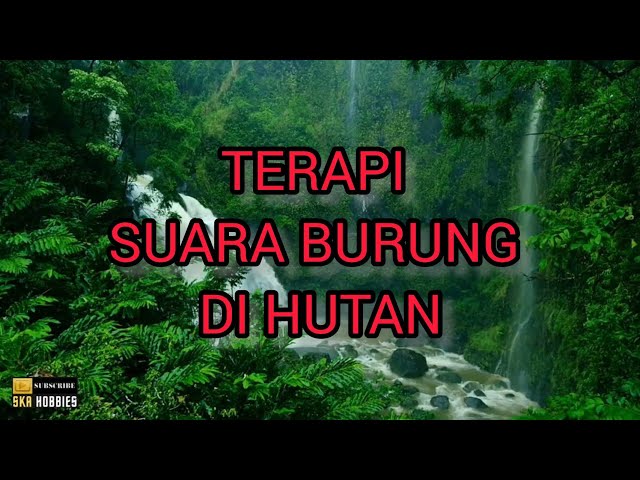 TERAPI AIR BURUNG MACET BUNYI, Suara Burung Di Hutan. class=