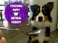 Coughing Dog - Natural Remedy