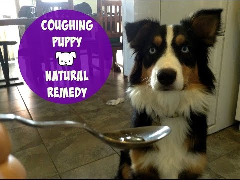 वीडियो: कुत्ते की खांसी का इलाज कैसे करें