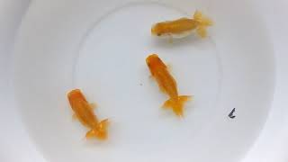 DSCF1894