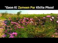 Village Life in Pakistan | Beautiful Flowers &amp; Rural Scene