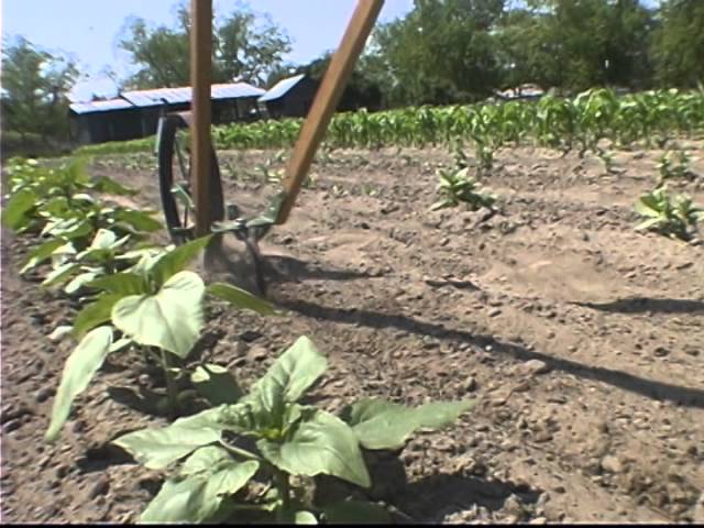 Growing Potatoes With A Wheel Hoe Youtube