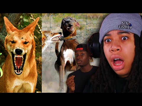 The Underrated Canines Of The Animal Kingdom (Casual Geographic)