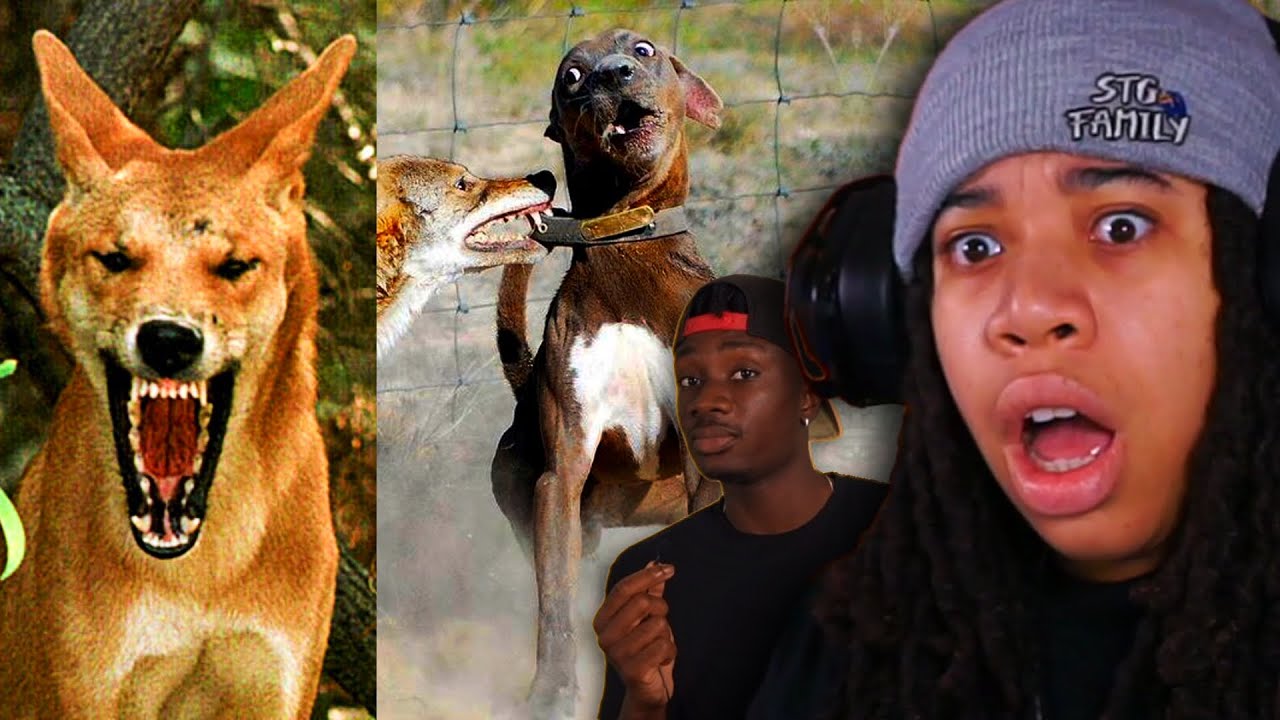 The Underrated Canines Of The Animal Kingdom (Casual Geographic)