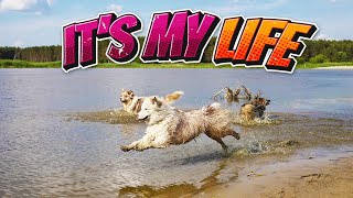Dogs Bark Bon Jovi's 'It's My Life' #itsmylife #Haukersi #cover