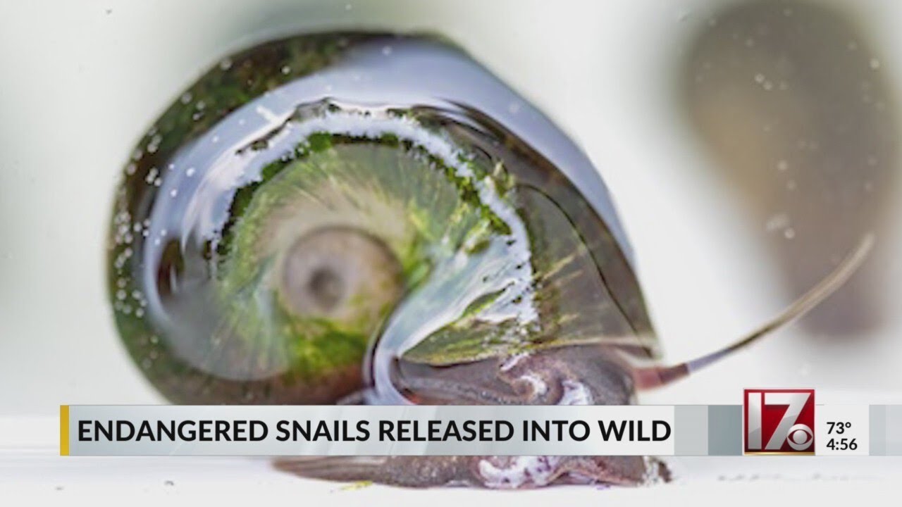 2,000 endangered snails released in North Carolina pond after 20 years