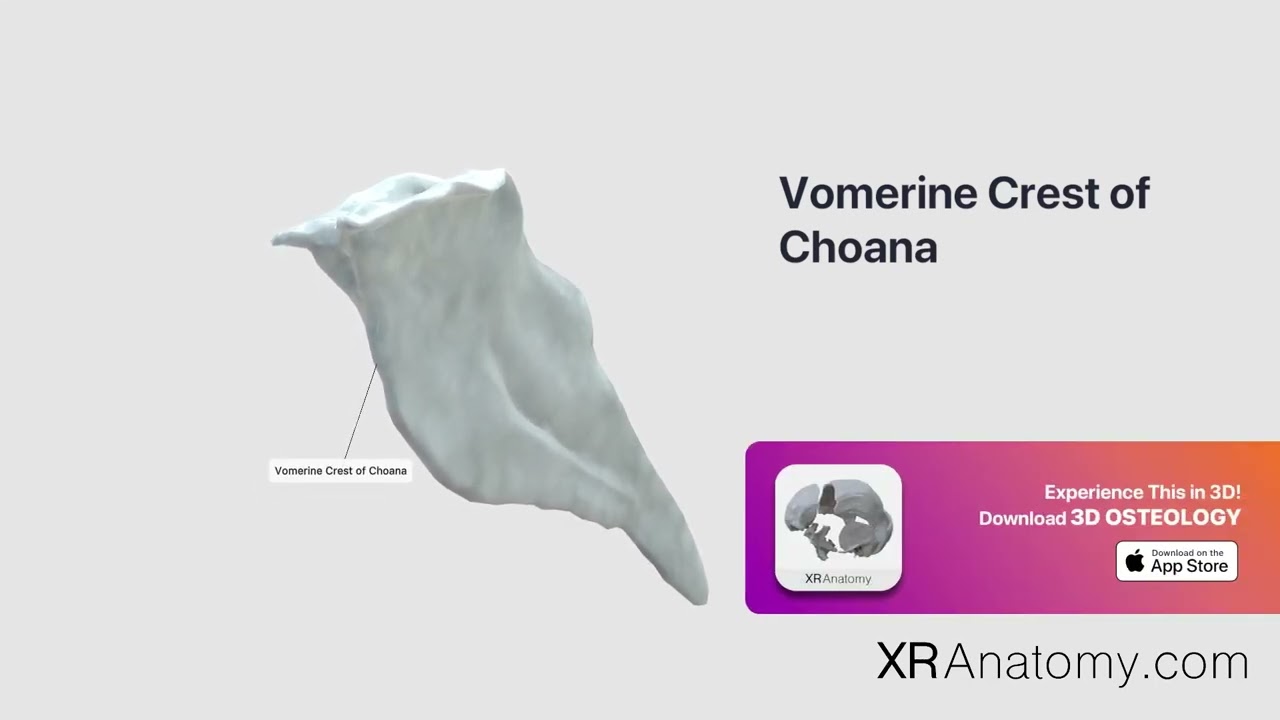 Vomerine Crest of Vomer