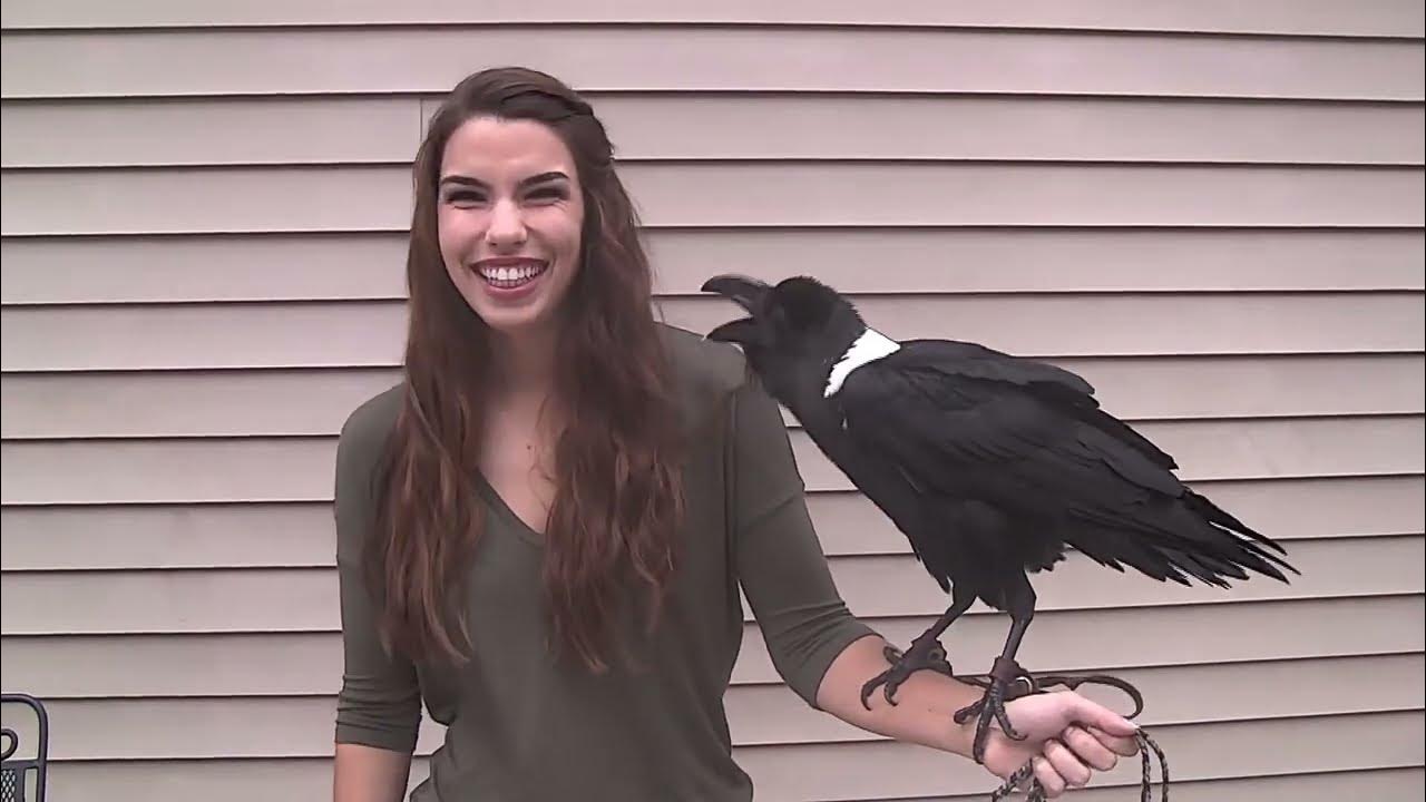 Человек которого сделали вороном. Смешные вороны. Ворон на плече. Человек ворона. Ворон на заставку телефона.