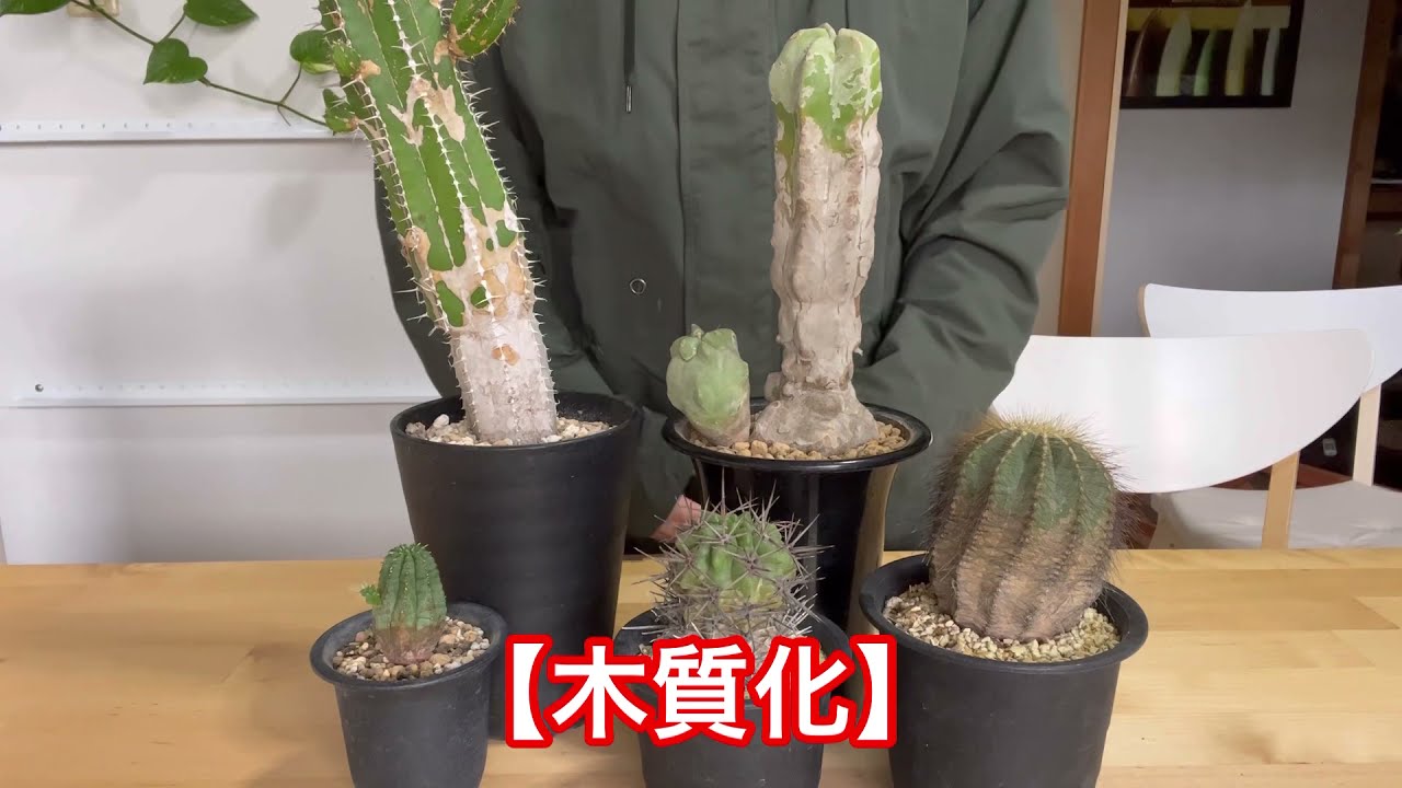 木質化について 植物を見ながら話をする動画32 Youtube